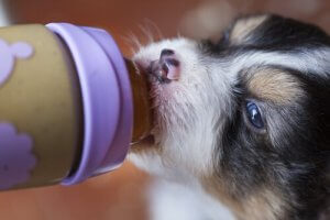 Chiot sevré prématurément : quelle alimentation ?