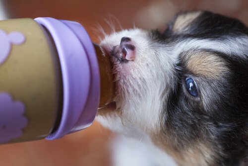 Chiot sevré prématurément : quelle alimentation ?