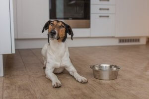 Mon chien n'arrête pas de penser à manger : comment agir face à ce comportement ?