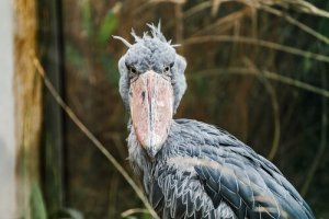 Le Bec-en-sabot du Nil : comportement et habitat