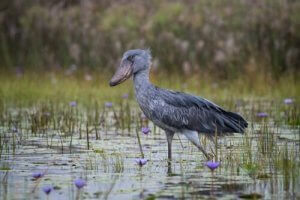 Bec-en-sabot du Nil dans l'eau