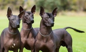 chien pila argentin