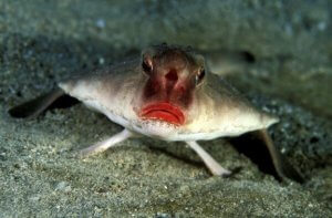 Poisson chauve-souris aux lèvres rouges