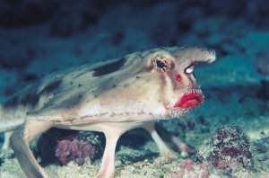 comportement du poisson chauve-souris
