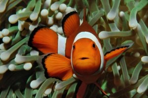 Pourquoi le poisson-clown est-il orange ?