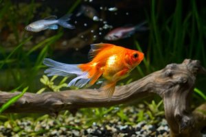 Poisson rouge : soins et maladies