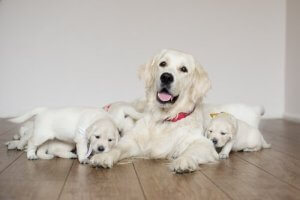 5 astuces pour le post-partum d'une chienne