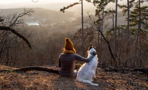 dangers pour votre chien en automne