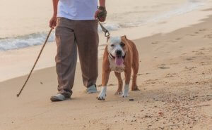 comment faire en sorte que le chien ne tire pas sur la laisse