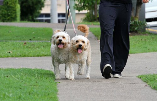 un soigneur pour promener un chien