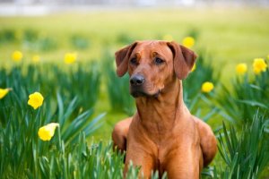 Les remèdes naturels pour chien