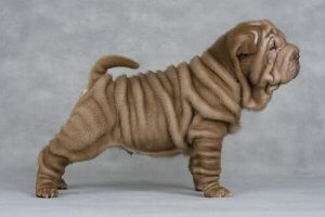 Pourquoi les shar-pei ont-ils autant de plis ?