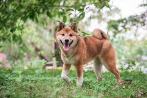 Shiba Inu : soins et alimentation
