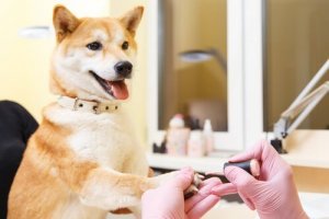 le toilettage des Shiba Inu