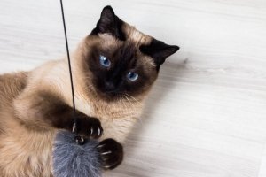 races de chats les plus affectueuses : le siamois
