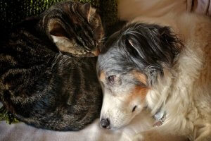 Soigner une brûlure chez le chat et le chien en 3 étapes