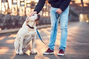 Comment choisir le meilleur soigneur pour votre chien ?