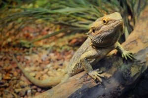 Connaissez-vous les dragons barbus ?