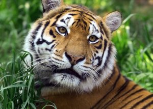 Le tigre sauvage