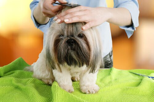 cosmétiques sur les chiens