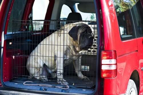 transporter un chien