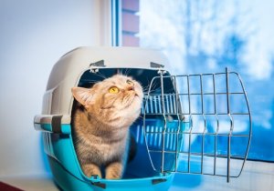 Quel est le meilleur moyen de transporter un animal de compagnie