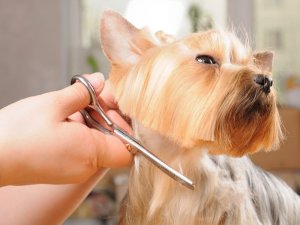 coupes westy pour chiens