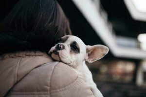 Suis-je prêt à adopter un nouveau chien ?