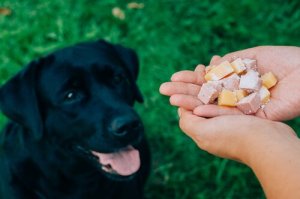 soigner l'alimentation de votre chien pour limiter la chute de poils