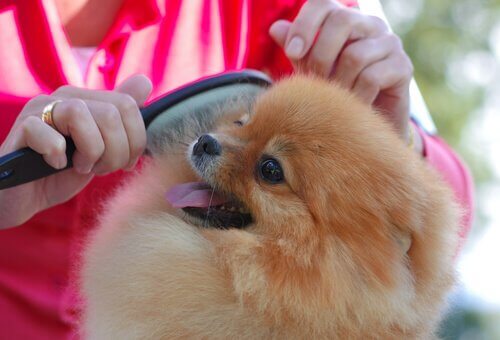 chien en train de se faire brosser