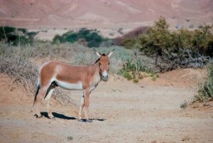 L'hémione : rencontrez cette espèce menacée