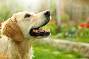 Est-il dangereux pour les animaux de jouer avec une lumière laser ?