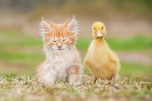 Quels animaux peuvent devenir nos compagnons ?