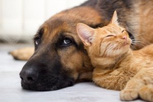 L'Argentine, le pays avec le plus d'animaux de compagnie par habitant !