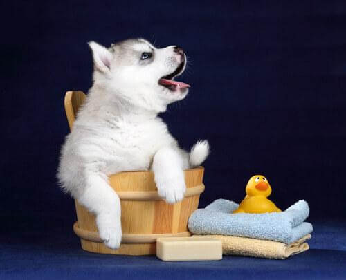 parfums pour chien après le bain : qu'en penser ?