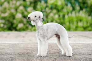 les races de chiens les plus étranges : le Bedlington terrier