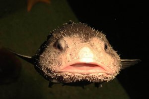 blobfish sous l'eau