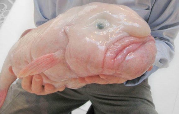 Le Blobfish, habitat et caractéristiques - Mes Animaux