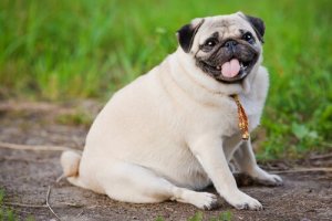 le carlin fait partie des chiens tranquilles