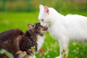 Les chaleurs chez les chattes
