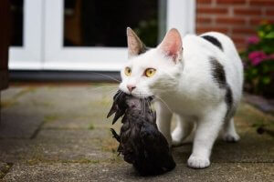 Quelle est la technique de chasse de votre chat ?