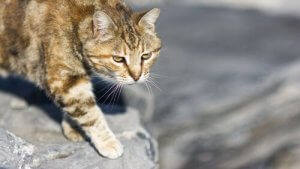 technique de chasse du chat