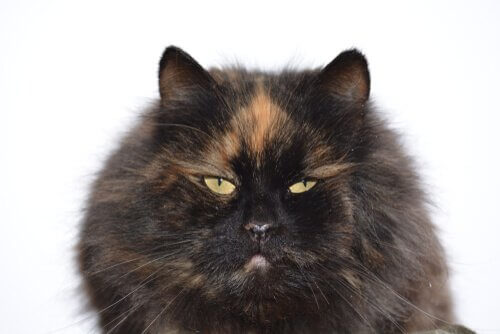 chats à écailles de tortue