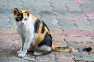 Un chat ou un chien est abandonné toutes les 4 minutes