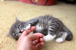 Comment agir si votre chat est agressif envers vous ?