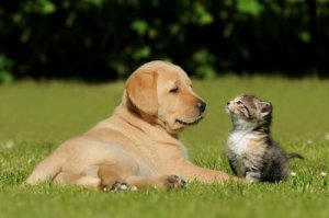 4 risques lorsque l'on ne choisit pas le bon chien ou le bon chat