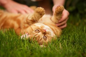 Les chats peuvent aussi être des amis fidèles
