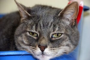 pourquoi les chats déplacent leur bol d'eau avant de boire ?