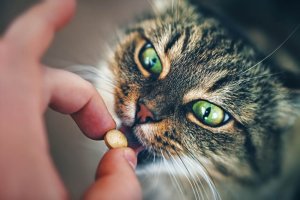 cardiomyopathie hypertrophique chez le chat