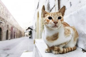 Saviez-vous que les chats se perdent davantage que les chiens ?